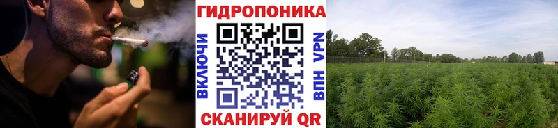 Шишки марихуана план  блэк спрут как войти  Медногорск 